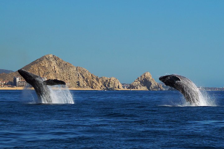 Lærerig pukkelhvalkigningstur i Cabo San Lucas med en marinbiolog, foto 7 | wizardtrip