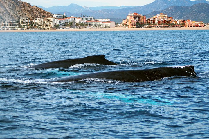 Lærerig pukkelhvalkigningstur i Cabo San Lucas med en marinbiolog, foto 8 | wizardtrip