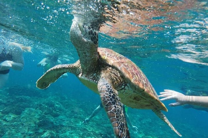 Aventure d'une journée complète de snorkeling et d'excursion terrestre à Nusa Penida, Indonésie, photo 19 | wizardtrip