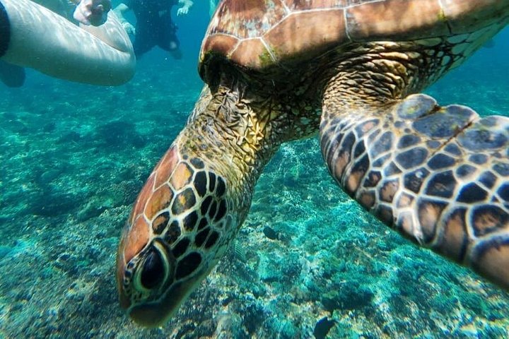 Aventure d'une journée complète de snorkeling et d'excursion terrestre à Nusa Penida, Indonésie, photo 20 | wizardtrip