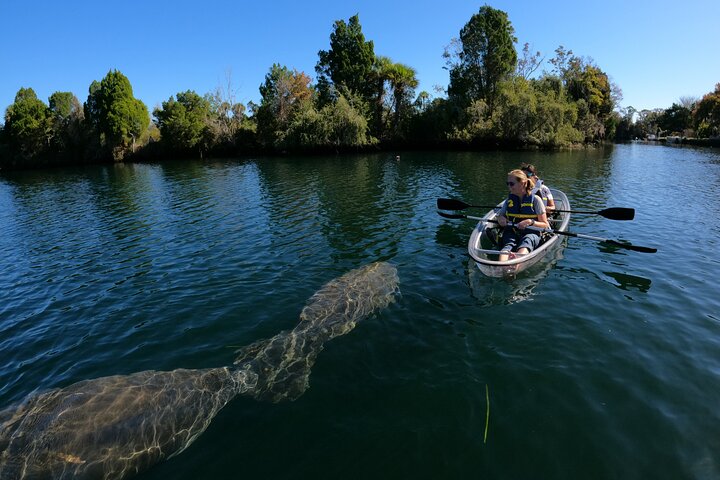 Des kayaks transparents glissent à travers Crystal River, en Floride, offrant des vues sur la faune et les sources, photo 12 | wizardtrip