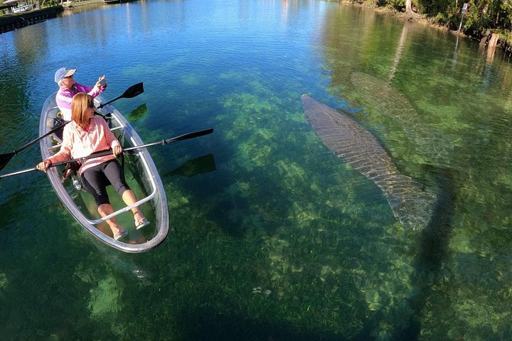 Des kayaks transparents glissent à travers Crystal River, en Floride, offrant des vues sur la faune et les sources, photo 14 | wizardtrip