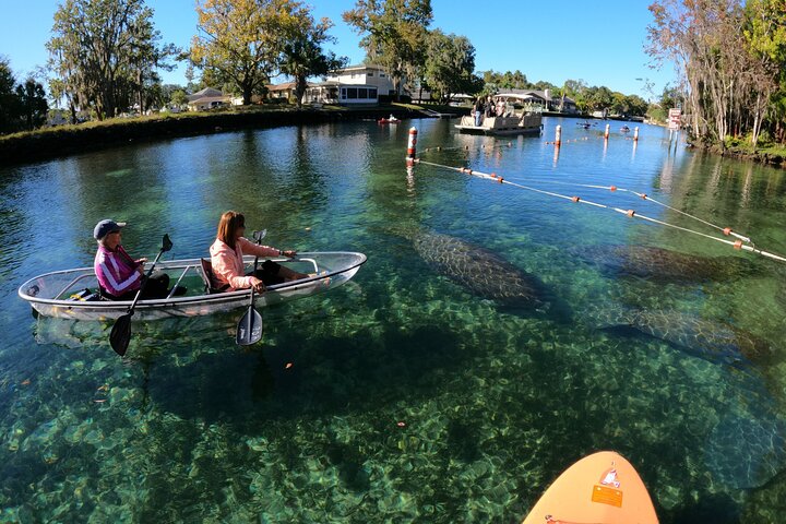 Des kayaks transparents glissent à travers Crystal River, en Floride, offrant des vues sur la faune et les sources, photo 15 | wizardtrip