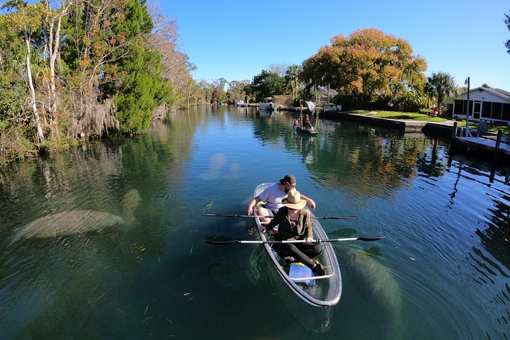 Des kayaks transparents glissent à travers Crystal River, en Floride, offrant des vues sur la faune et les sources, photo 17 | wizardtrip