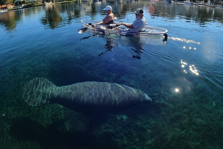 Des kayaks transparents glissent à travers Crystal River, en Floride, offrant des vues sur la faune et les sources, photo 18 | wizardtrip