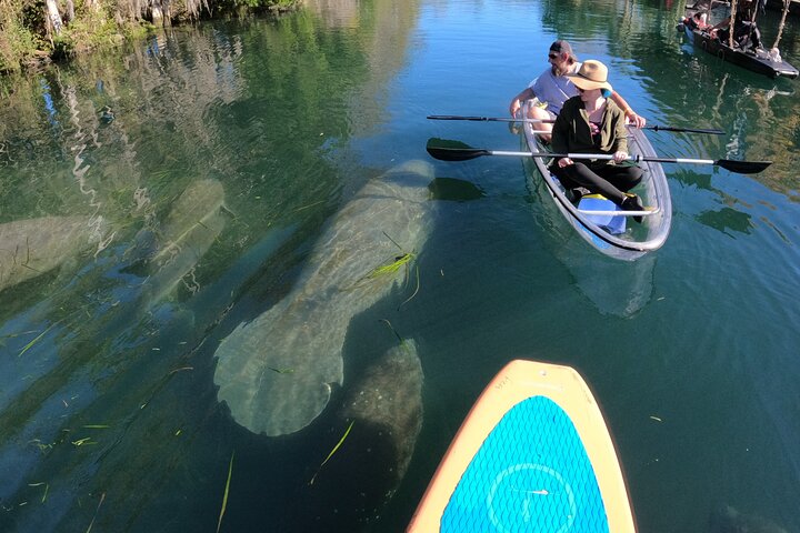 Des kayaks transparents glissent à travers Crystal River, en Floride, offrant des vues sur la faune et les sources, photo 20 | wizardtrip