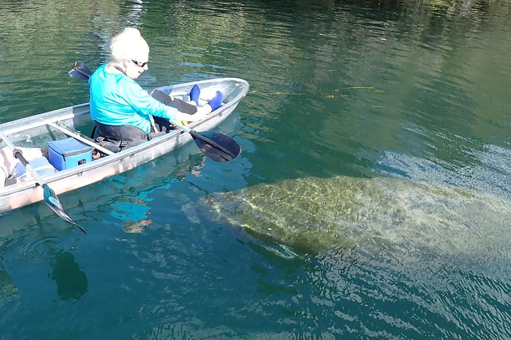 Des kayaks transparents glissent à travers Crystal River, en Floride, offrant des vues sur la faune et les sources, photo 21 | wizardtrip