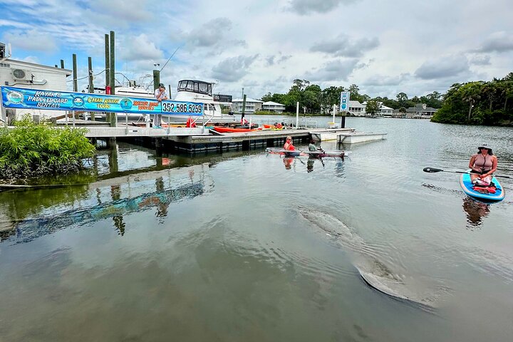Des kayaks transparents glissent à travers Crystal River, en Floride, offrant des vues sur la faune et les sources, photo 25 | wizardtrip