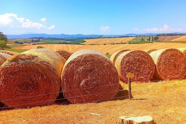 Tour privato del vino in Toscana con visita a Montepulciano, Pienza e Montalcino, foto 11 | wizardtrip