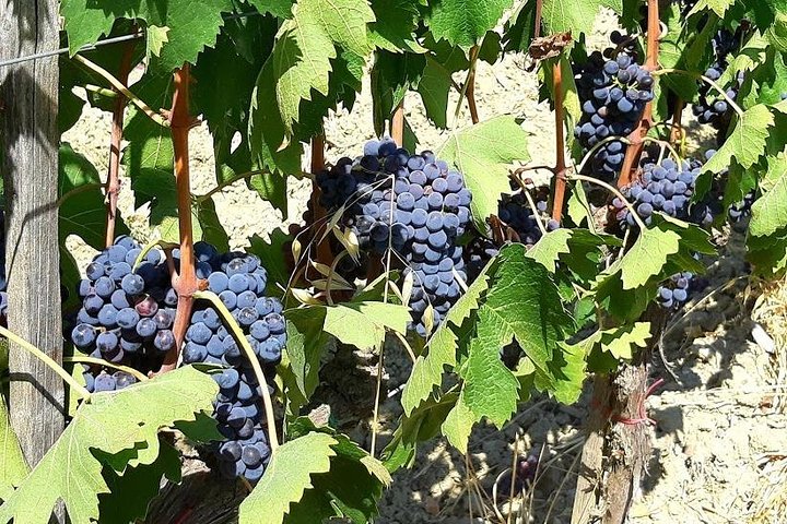 Tour privato del vino in Toscana con visita a Montepulciano, Pienza e Montalcino, foto 17 | wizardtrip