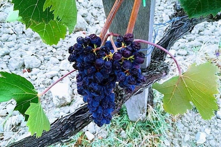 Tour privato del vino in Toscana con visita a Montepulciano, Pienza e Montalcino, foto 27 | wizardtrip