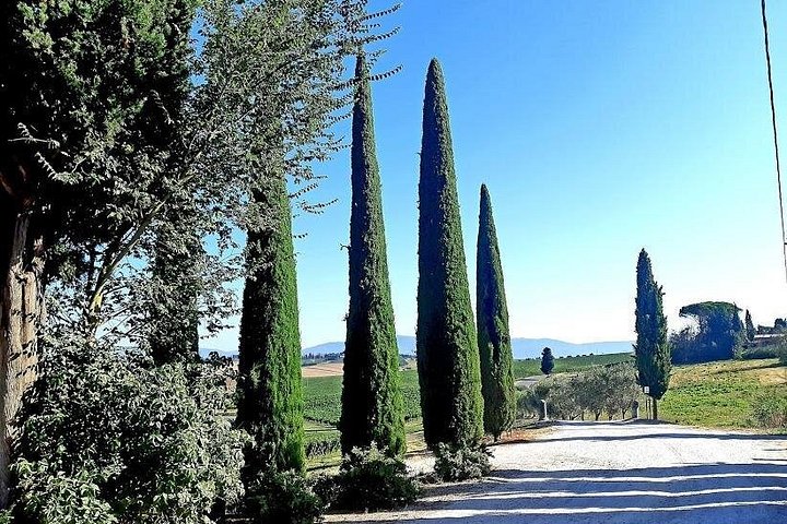Tour privato del vino in Toscana con visita a Montepulciano, Pienza e Montalcino, foto 28 | wizardtrip