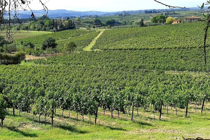 Tour privato del vino in Toscana con visita a Montepulciano, Pienza e Montalcino, foto 30 | wizardtrip