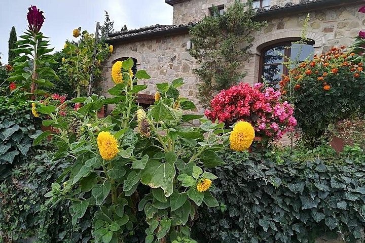 Tour privato del vino in Toscana con visita a Montepulciano, Pienza e Montalcino, foto 31 | wizardtrip