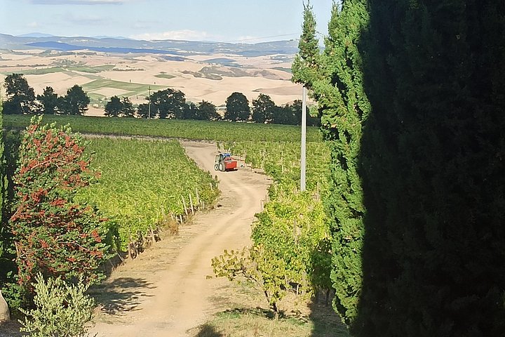 Tour privato del vino in Toscana con visita a Montepulciano, Pienza e Montalcino, foto 36 | wizardtrip