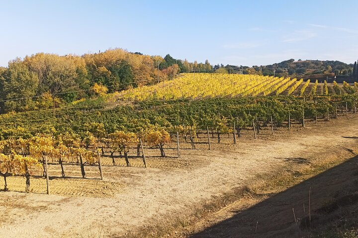Tour privato del vino in Toscana con visita a Montepulciano, Pienza e Montalcino, foto 38 | wizardtrip
