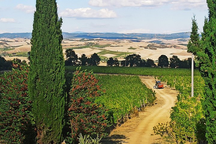 Tour privato del vino in Toscana con visita a Montepulciano, Pienza e Montalcino, foto 39 | wizardtrip