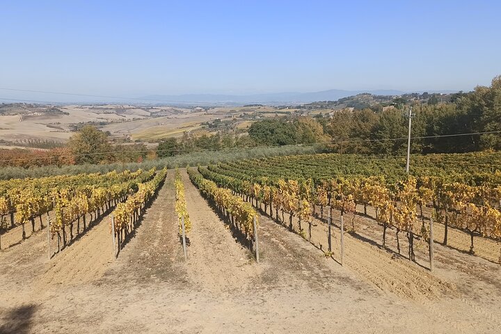 Tour privato del vino in Toscana con visita a Montepulciano, Pienza e Montalcino, foto 40 | wizardtrip