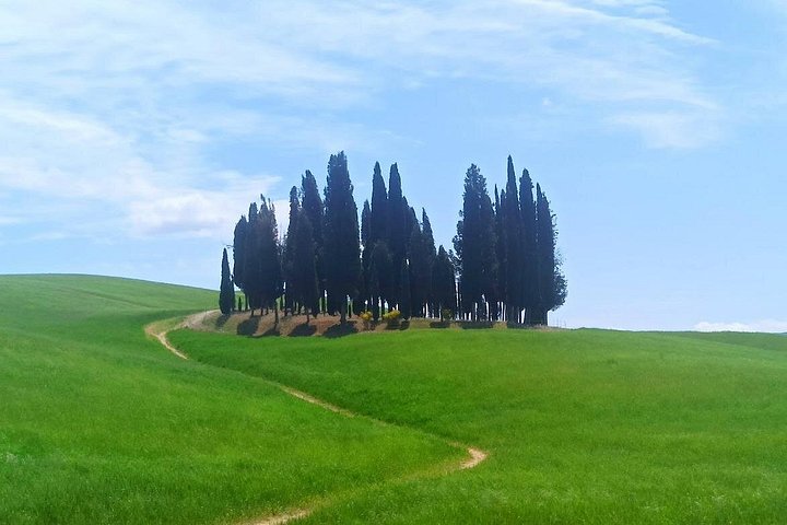 Tour privato del vino in Toscana con visita a Montepulciano, Pienza e Montalcino, foto 49 | wizardtrip