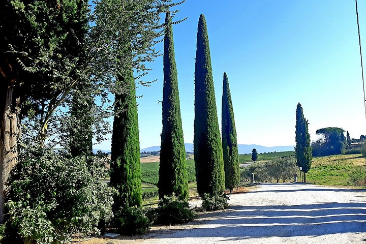 Tour privato del vino in Toscana con visita a Montepulciano, Pienza e Montalcino, foto 51 | wizardtrip