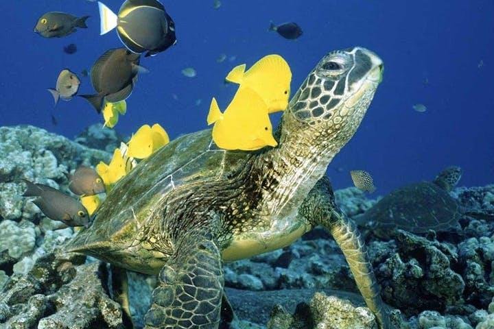 Katamaransejlads og snorkling eventyr i Waikiki, Oahu, Hawaii, foto 6 | wizardtrip