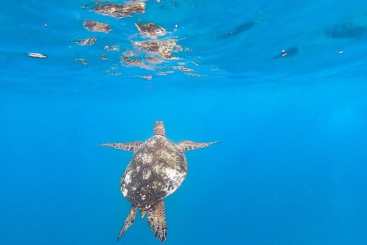 Katamaransejlads og snorkling eventyr i Waikiki, Oahu, Hawaii, foto 8 | wizardtrip
