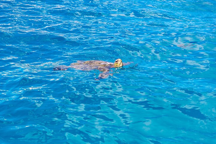 Katamaransejlads og snorkling eventyr i Waikiki, Oahu, Hawaii, foto 12 | wizardtrip
