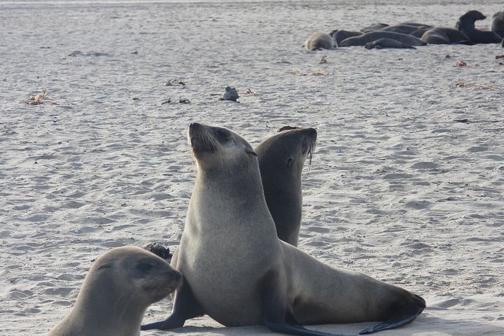 Tour de aventura a Sandwich Harbour, Namibia, con focas, dunas y aves, foto 6 | wizardtrip