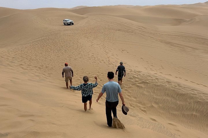 Tour de aventura a Sandwich Harbour, Namibia, con focas, dunas y aves, foto 7 | wizardtrip