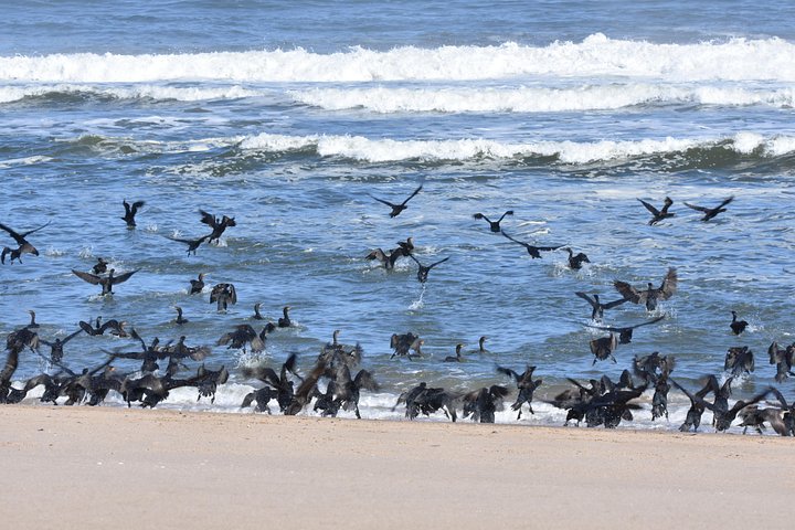 Tour de aventura a Sandwich Harbour, Namibia, con focas, dunas y aves, foto 10 | wizardtrip