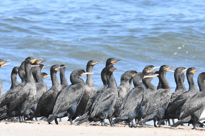 Tour de aventura a Sandwich Harbour, Namibia, con focas, dunas y aves, foto 14 | wizardtrip