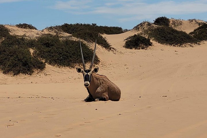Tour de aventura a Sandwich Harbour, Namibia, con focas, dunas y aves, foto 24 | wizardtrip