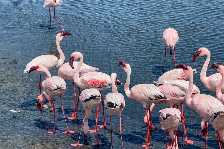 Oplev det dramatiske møde mellem ørkenklitter og hav på en 4x4-tur i Walvis Bay, Namibia, foto 7 | wizardtrip