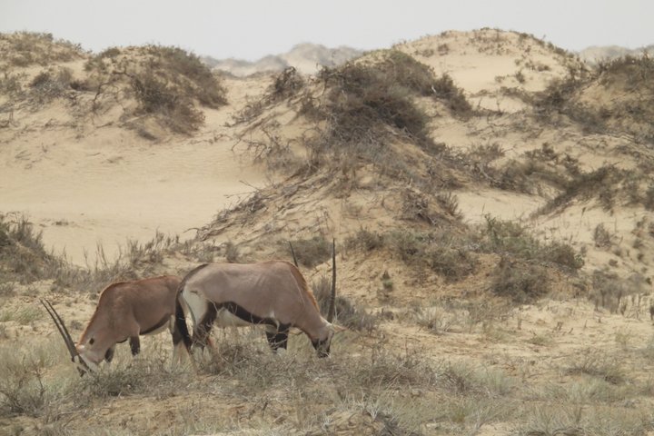 Oplev det dramatiske møde mellem ørkenklitter og hav på en 4x4-tur i Walvis Bay, Namibia, foto 12 | wizardtrip