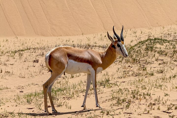 Oplev det dramatiske møde mellem ørkenklitter og hav på en 4x4-tur i Walvis Bay, Namibia, foto 13 | wizardtrip