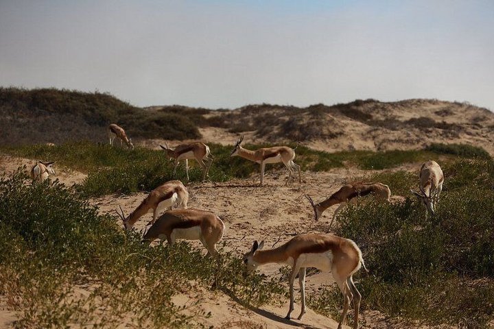 Oplev det dramatiske møde mellem ørkenklitter og hav på en 4x4-tur i Walvis Bay, Namibia, foto 17 | wizardtrip
