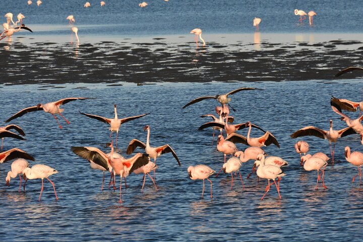 Oplev det dramatiske møde mellem ørkenklitter og hav på en 4x4-tur i Walvis Bay, Namibia, foto 31 | wizardtrip