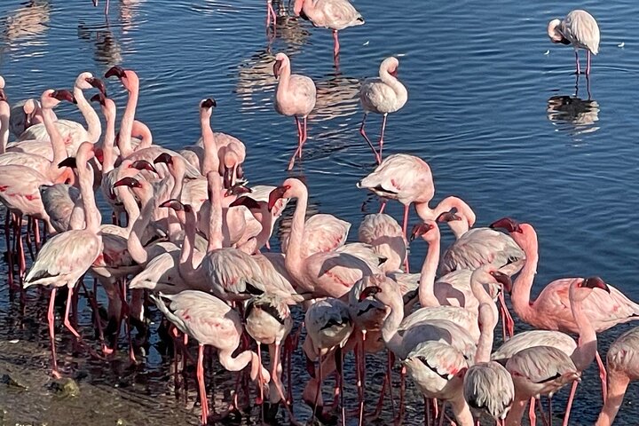 Oplev det dramatiske møde mellem ørkenklitter og hav på en 4x4-tur i Walvis Bay, Namibia, foto 32 | wizardtrip