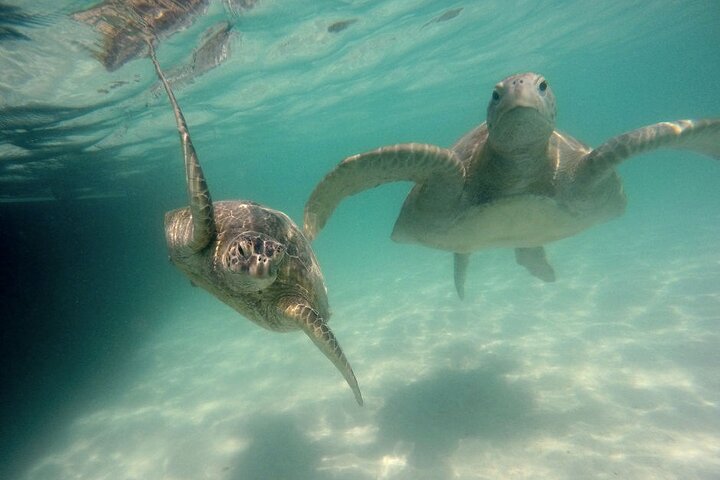 Boottocht naar Kaneohe Sandbar, Oahu, voor snorkelen en paddle boarding, foto 6 | wizardtrip