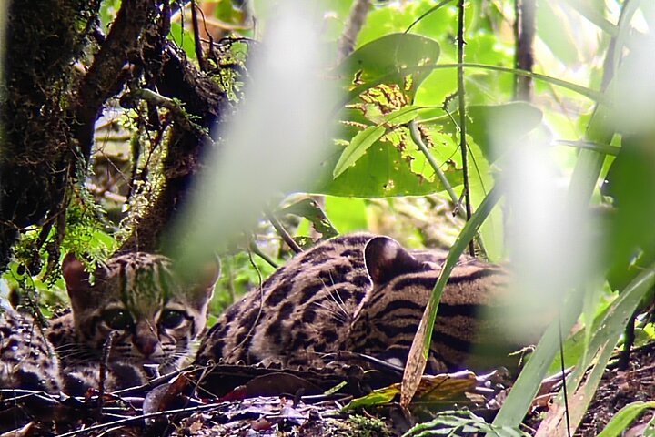 Randonnée guidée dans la forêt de nuages de Monteverde avec un naturaliste expert | wizardtrip