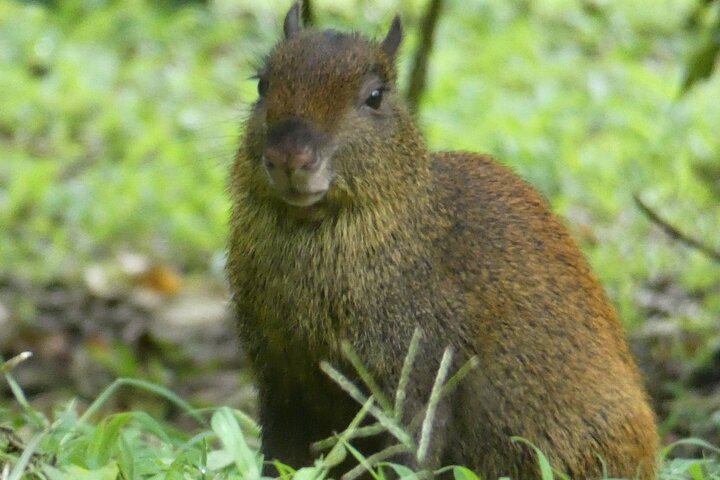 Passeio guiado pela natureza na Floresta Nublada de Monteverde, Costa Rica, observando a vida selvagem, foto 6 | wizardtrip