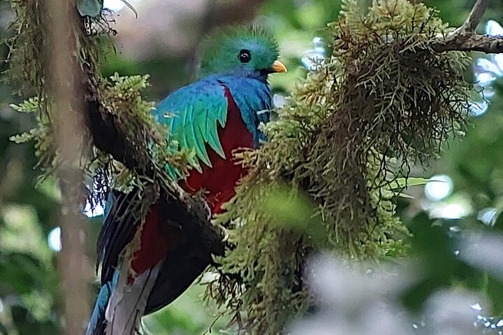 Passeio guiado pela natureza na Floresta Nublada de Monteverde, Costa Rica, observando a vida selvagem, foto 7 | wizardtrip