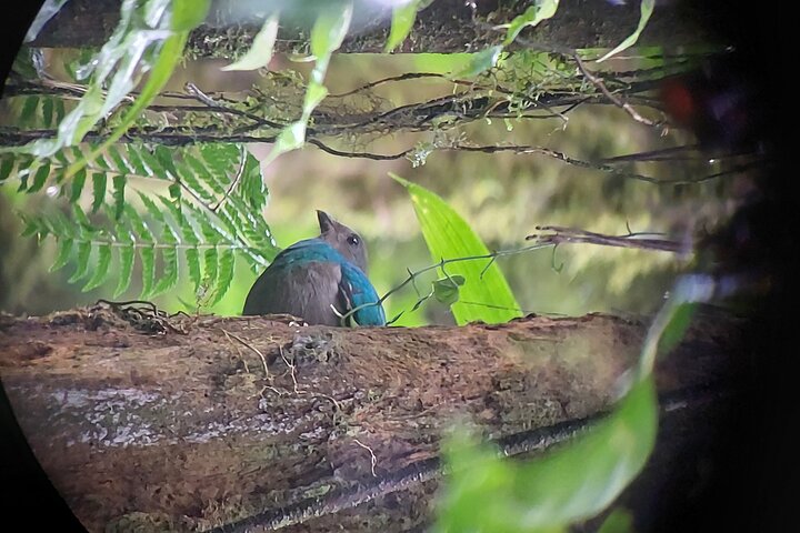Passeio guiado pela natureza na Floresta Nublada de Monteverde, Costa Rica, observando a vida selvagem, foto 8 | wizardtrip