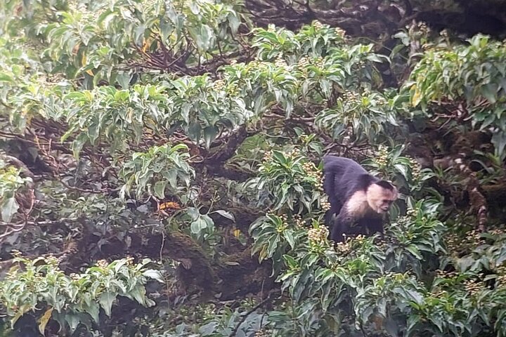 Passeio guiado pela natureza na Floresta Nublada de Monteverde, Costa Rica, observando a vida selvagem, foto 9 | wizardtrip