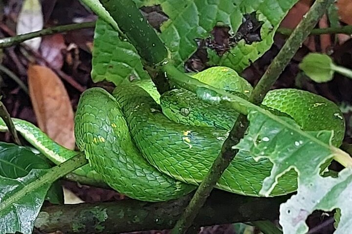 Passeio guiado pela natureza na Floresta Nublada de Monteverde, Costa Rica, observando a vida selvagem, foto 10 | wizardtrip