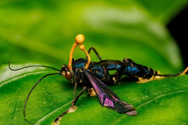 Passeio guiado pela natureza na Floresta Nublada de Monteverde, Costa Rica, observando a vida selvagem, foto 14 | wizardtrip