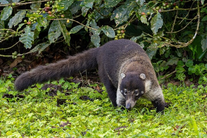 Passeio guiado pela natureza na Floresta Nublada de Monteverde, Costa Rica, observando a vida selvagem, foto 16 | wizardtrip