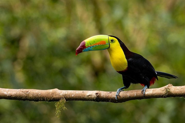 Passeio guiado pela natureza na Floresta Nublada de Monteverde, Costa Rica, observando a vida selvagem, foto 17 | wizardtrip