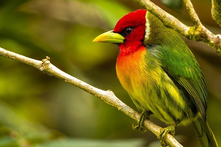 Passeio guiado pela natureza na Floresta Nublada de Monteverde, Costa Rica, observando a vida selvagem, foto 18 | wizardtrip