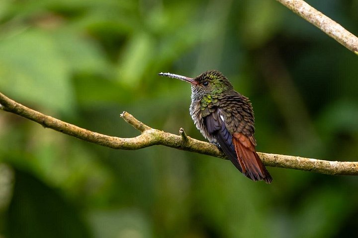 Passeio guiado pela natureza na Floresta Nublada de Monteverde, Costa Rica, observando a vida selvagem, foto 19 | wizardtrip